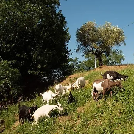 Societa Agricola Scerba Srl Farm stay *